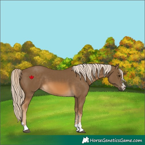 Horse Color:Chocolate Palomino