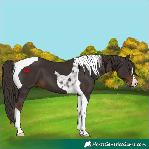 Horse Color:Liver Chestnut Tobiano 