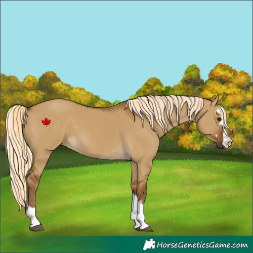 Horse Color:Chocolate Palomino Dun 