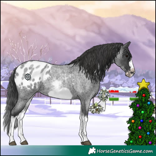 Horse Color:White Spotted Blue Roan Splash Frame Appaloosa 