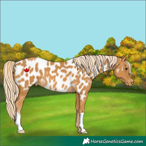 Horse Color:Palomino Near Leopard 