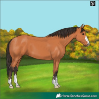 Horse Color:Bay 
