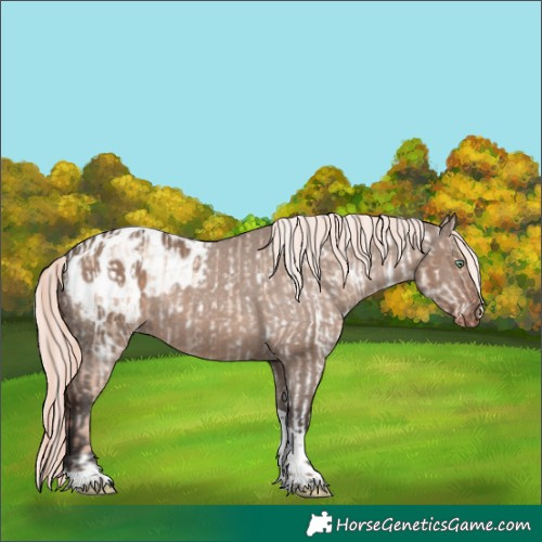 Horse Color:Gold Champagne Dun Mushroom Tobiano Appaloosa Rabicano and Liver Red Dun Mushroom Tobiano Appaloosa Rabicano