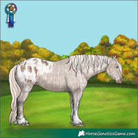 Horse Color:Gold Champagne Dun Mushroom Tobiano Appaloosa Rabicano and Liver Red Dun Mushroom Tobiano Appaloosa Rabicano