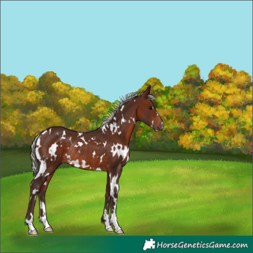 Horse Color:White Spotted Silver Brown Rabicano 