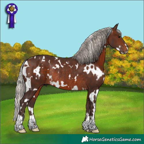 Horse Color:White Spotted Silver Brown Rabicano 