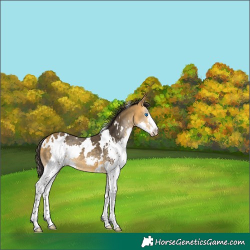 Horse Color:White Spotted Buckskin Splash 