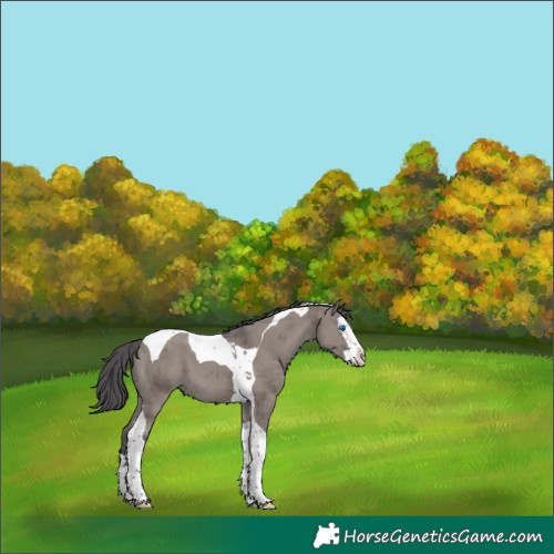 Horse Color:Smoky Grullo Merle Splash Tobiano 