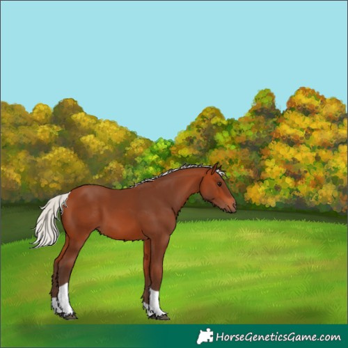 Horse Color:Silver Bay Tobiano Rabicano 