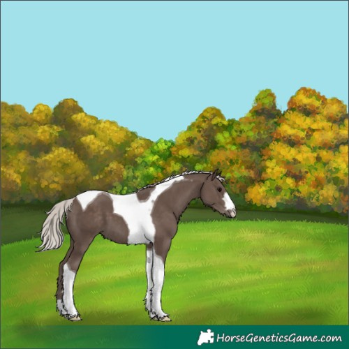 Horse Color:Silver Black Tobiano 