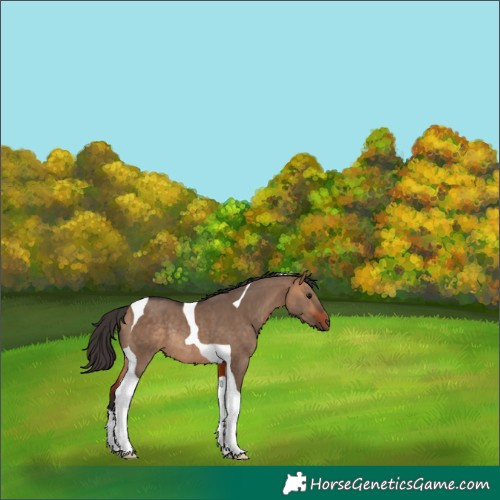 Horse Color:Bay Dun Tobiano Rabicano 