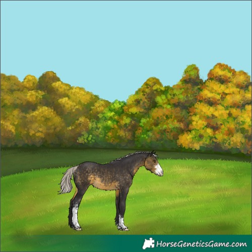 Horse Color:Silver Buckskin Sabino Rabicano 