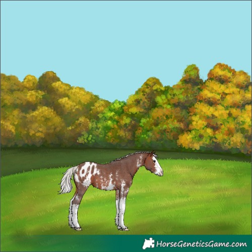 Horse Color:Silver Bay Sabino Splash Appaloosa 