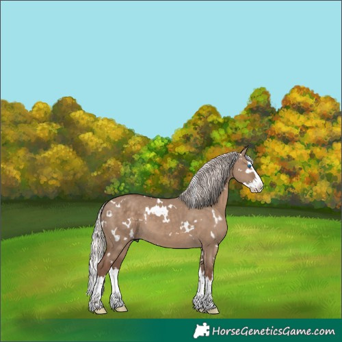 Horse Color:White Spotted Silver Grullo Splash 