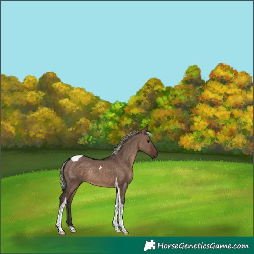 Horse Color:Silver Brown Dun Tobiano Rabicano 
