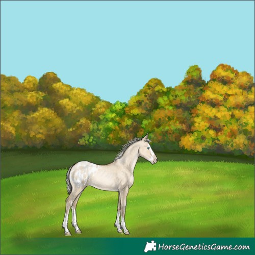 Horse Color:Silver Buckskin Pearl Dun Splash Appaloosa 
