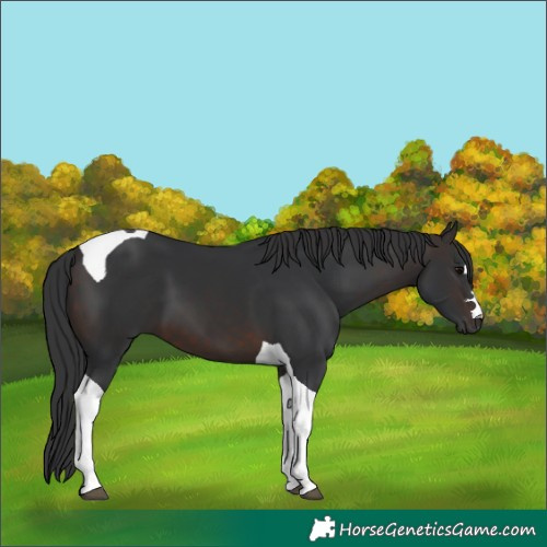 Horse Color:Brown Tobiano