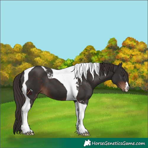 Horse Color:Liver Chestnut Tobiano 