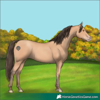 Horse Color:Amber Champagne