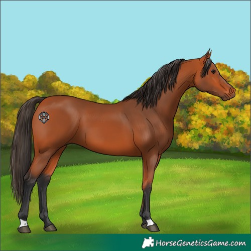 Horse Color:Bay 
