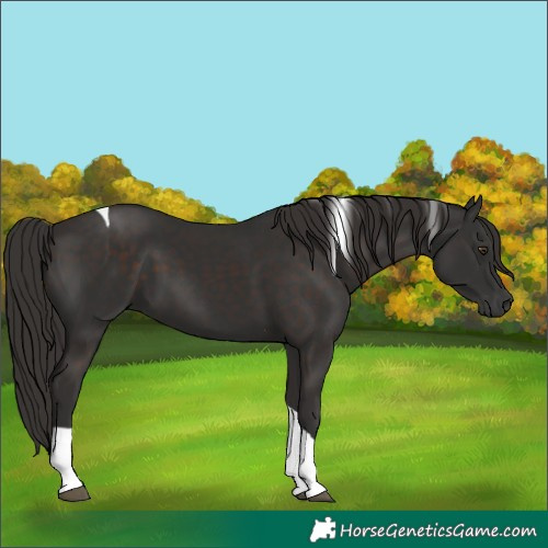 Horse Color:Liver Chestnut Tobiano 