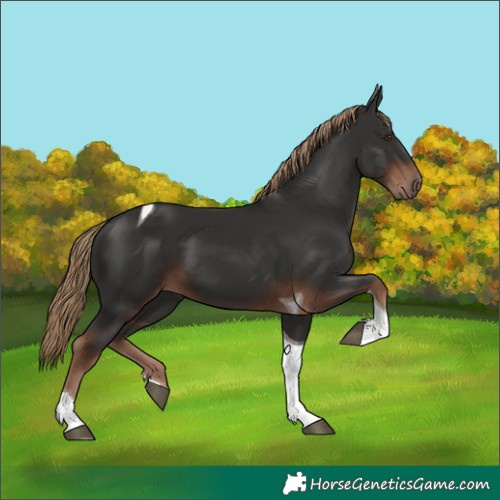 Horse Color:Liver Chestnut Tobiano
