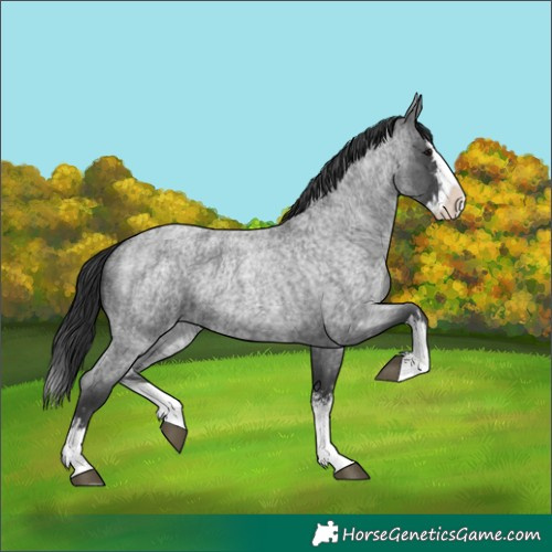 Horse Color:Blue Roan Sabino Splash and Blue Roan Sabino Splash
