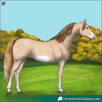 Horse Color:White Spotted Red Dun Sabino Frame