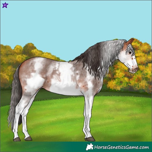 Horse Color:White Spotted Bay Sabino Frame 