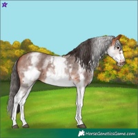 Horse Color:White Spotted Bay Sabino Frame 