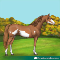 Horse Color:Unknown 