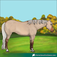 Horse Color:Silver Bay Dun 