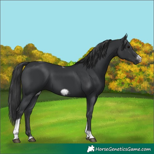 Horse Color:Unknown 