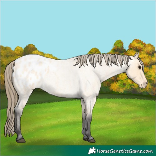 Horse Color:Buckskin Roan Blanket 