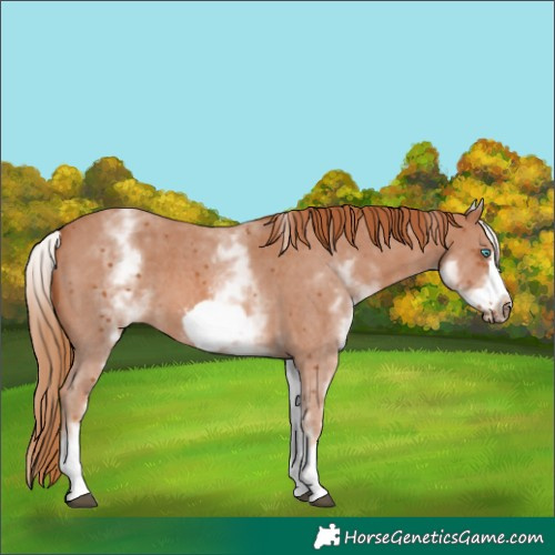 Horse Color:White Spotted Chestnut Sabino Frame 