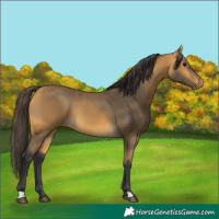 Horse Color:Buckskin