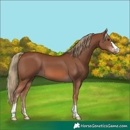 Horse Color:Chestnut 