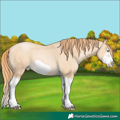 Horse Color:Buckskin Pearl Splash Frame 