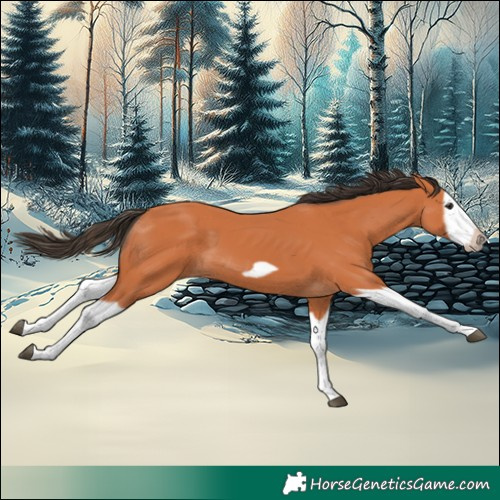 Horse Color:Bay Splash Frame