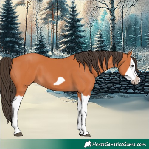 Horse Color:Bay Splash Frame 