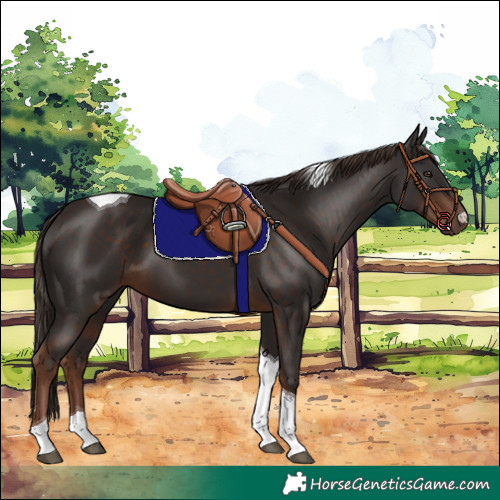 Horse Color:Liver Chestnut Tobiano