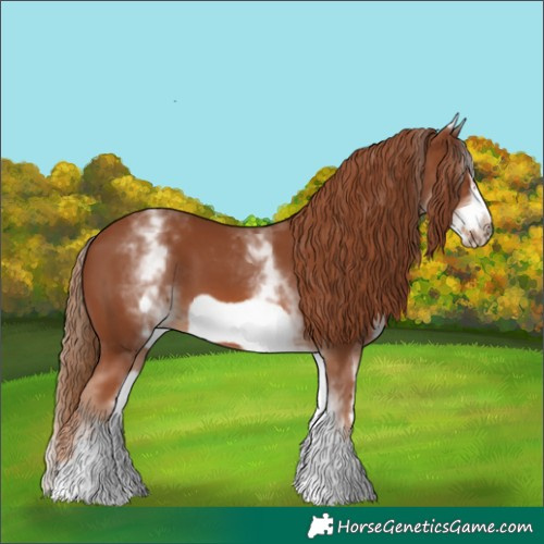 Horse Color:White Spotted Chestnut Frame