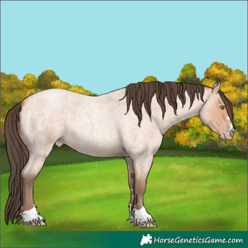 Horse Color:Amber Champagne Roan 