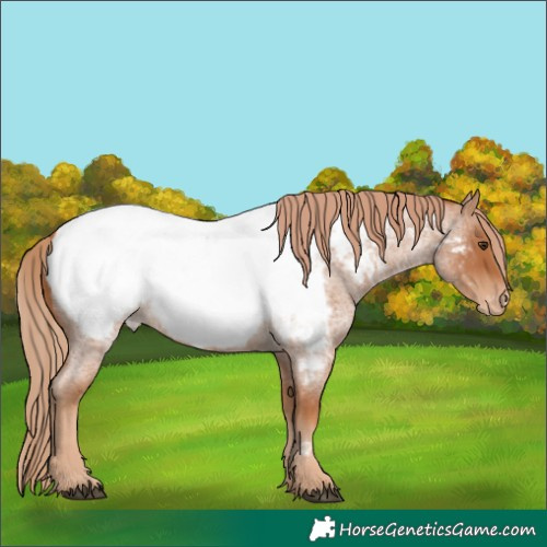 Horse Color:Red Roan Appaloosa 
