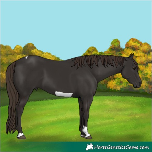 Horse Color:Liver Chestnut Tobiano