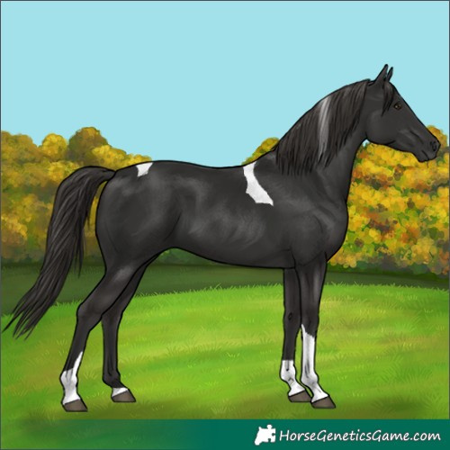 Horse Color:Liver Chestnut Tobiano 