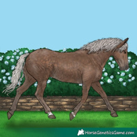 Horse Color:Silver Black