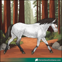 Horse Color:Bay Roan Appaloosa 