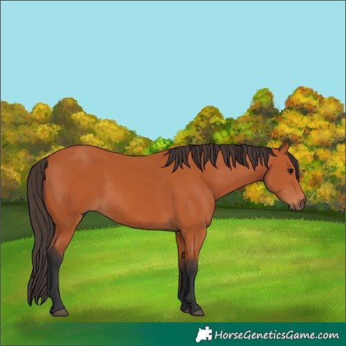 Horse Color:Bay 