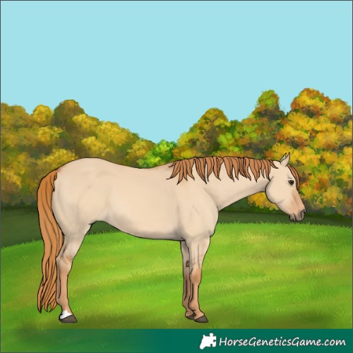 Horse Color:Red Dun